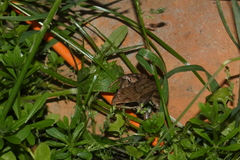 Rana temporaria