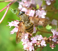 Pangonius pyritosus