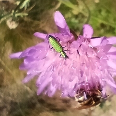 Chrysanthia geniculata