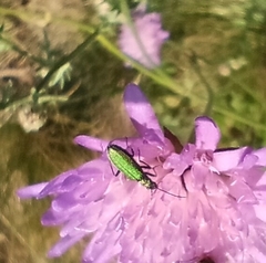 Chrysanthia geniculata