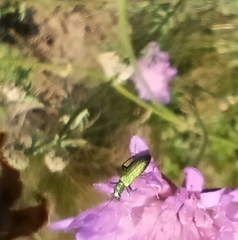 Chrysanthia geniculata