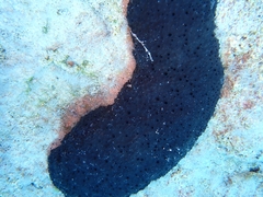 Irciniidae
