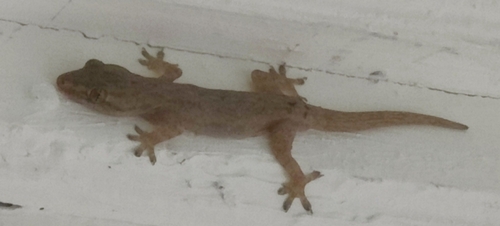 Asian House Gecko — seen at this dive site