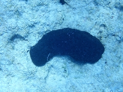 Irciniidae