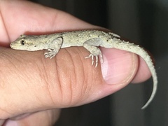 Mediodactylus danilewskii