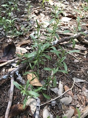 Dyschoriste linearis