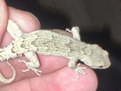 Mediodactylus danilewskii