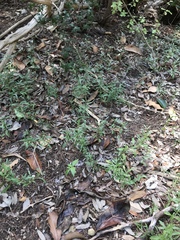 Dyschoriste linearis