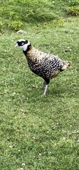 Syrmaticus reevesii