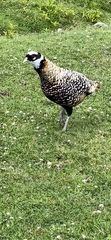 Syrmaticus reevesii