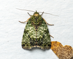 Blenina malachitis