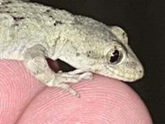 Mediodactylus danilewskii