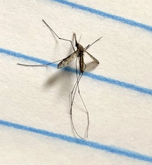 Anopheles punctipennis