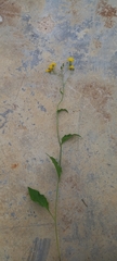Hieracium