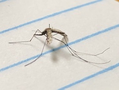 Anopheles punctipennis