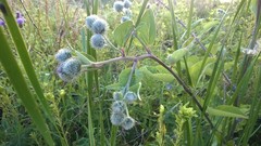 Arctium tomentosum
