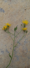 Hieracium