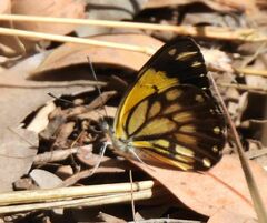 Belenois creona severina