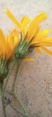 Hieracium