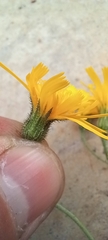 Hieracium