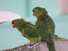 Psittacara leucophthalmus