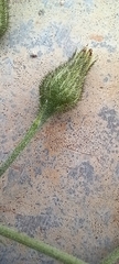 Hieracium