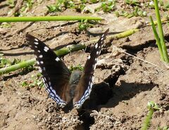 Charaxes guderiana guderiana