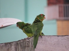 Psittacara leucophthalmus