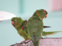 Psittacara leucophthalmus