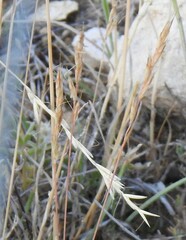 Helictochloa bromoides