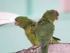 Psittacara leucophthalmus