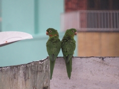 Psittacara leucophthalmus