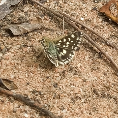 Spialia diomus