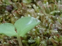 Parallelomma vittatum