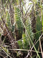 Pleopeltis lepidopteris