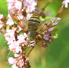 Pangonius pyritosus