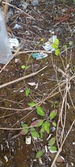 Pilosella
