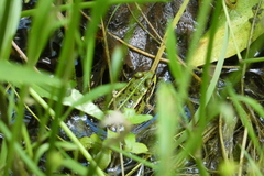 Pelophylax