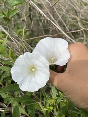 Calystegia sepium limnophila
