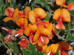 Podolobium procumbens