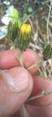Pilosella