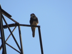 Falco femoralis