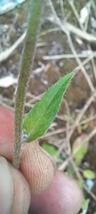 Pilosella