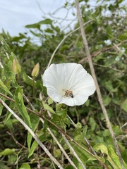 Calystegia sepium limnophila