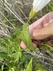 Calystegia sepium limnophila