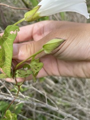 Calystegia sepium limnophila