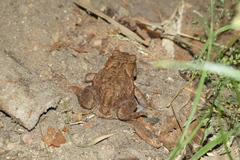 Bufo bufo