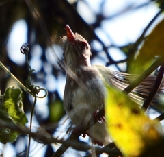 Hemitriccus margaritaceiventer