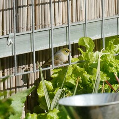 Zosterops lateralis pinarochrous