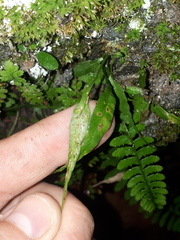 Asplenium ruprechtii